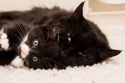 Rescue Mission Saves New Mother Harriet and Her Kitten