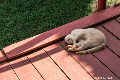 Teach Your Cat to Use the Outdoor Litter Box – Simple, Proven Tips