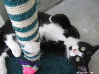 How to Train Your Cat to Use a Scratching Post and Protect Your Furniture