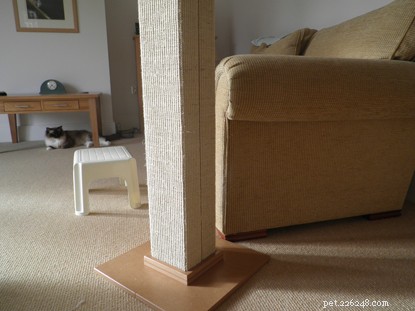 How to Train Your Cat to Use a Scratching Post and Protect Your Furniture