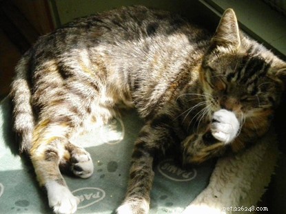 Northampton Team Saves Pregnant Kitten, Ensuring a Safe Birth