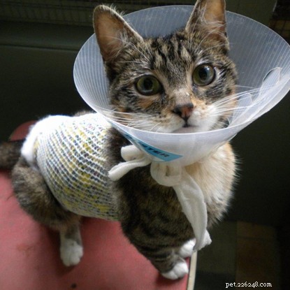 Northampton Team Saves Pregnant Kitten, Ensuring a Safe Birth