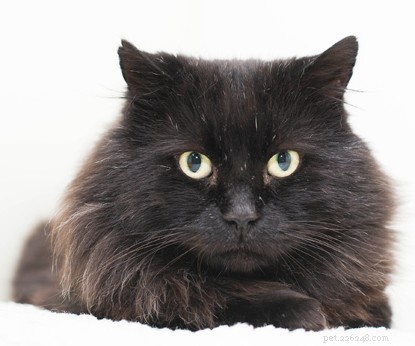 How to Teach Your Cat to Lie Down on Cue – Step‑by‑Step Guide