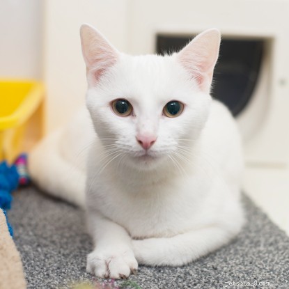 How to Teach Your Cat to Lie Down on Cue – Step‑by‑Step Guide