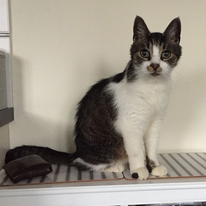 Stray Cat Toby Finds a Loving, Permanent Home with Dedicated Adoptive Family