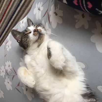 Stray Cat Toby Finds a Loving, Permanent Home with Dedicated Adoptive Family