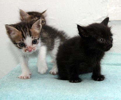Three Kittens Survive a Week in a Ship’s Carriage, Rescued Mid‑Journey