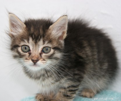 Three Kittens Survive a Week in a Ship’s Carriage, Rescued Mid‑Journey