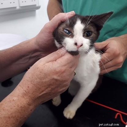 Urgent Appeal: Help Fund Veterinary Care for 13 Abandoned Cats in Wigan