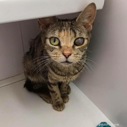 Urgent Appeal: Help Fund Veterinary Care for 13 Abandoned Cats in Wigan