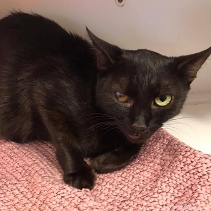 Urgent Appeal: Help Fund Veterinary Care for 13 Abandoned Cats in Wigan