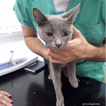 Urgent Appeal: Help Fund Veterinary Care for 13 Abandoned Cats in Wigan