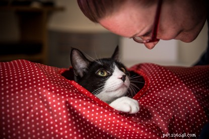 How Arthur the Cat Revitalized Emily s Life and Mental Health