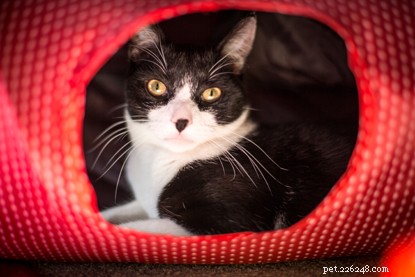 How Arthur the Cat Revitalized Emily s Life and Mental Health