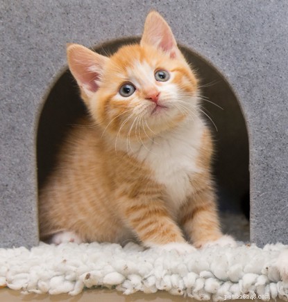 How to Teach Your Cat to Sit on Cue: Easy Steps & Tips