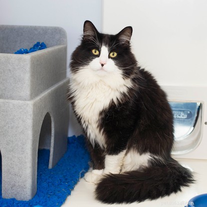How to Teach Your Cat to Sit on Cue: Easy Steps & Tips