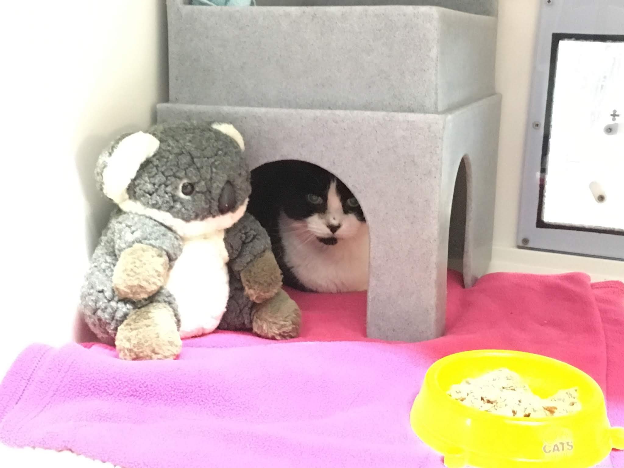 £100k Purina Gift Powers Care for Cats at Sussex National Cat Adoption Centre