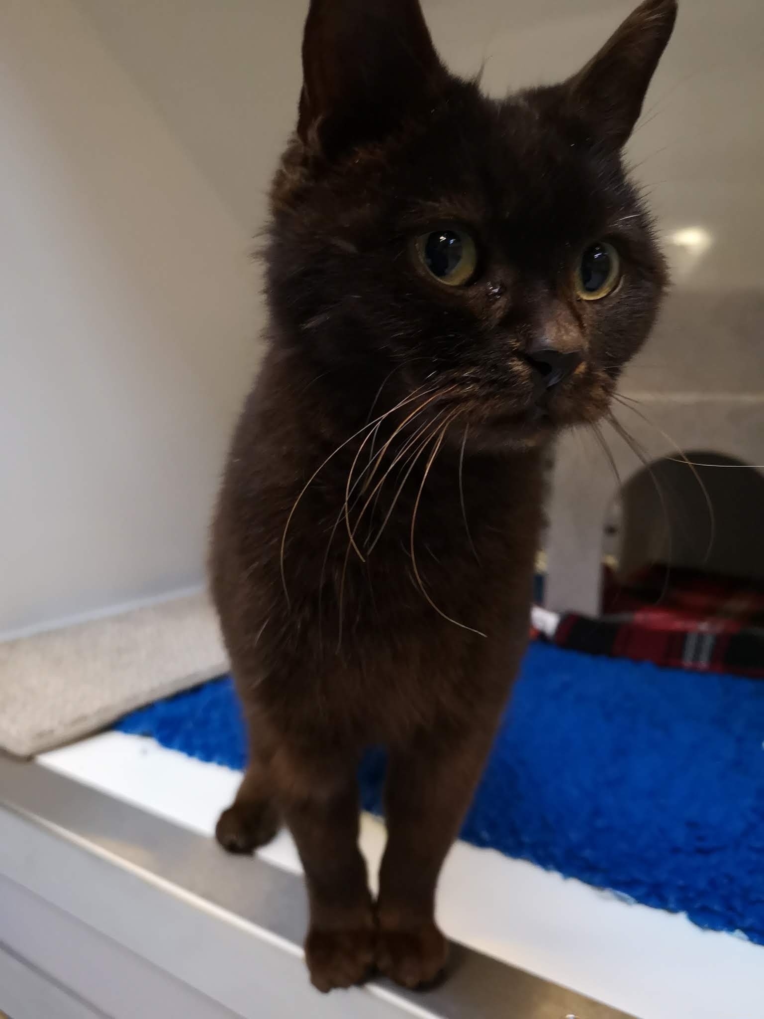 £100k Purina Gift Powers Care for Cats at Sussex National Cat Adoption Centre