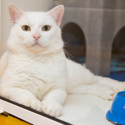 5 Proven Ways to Show Your Cat You Care