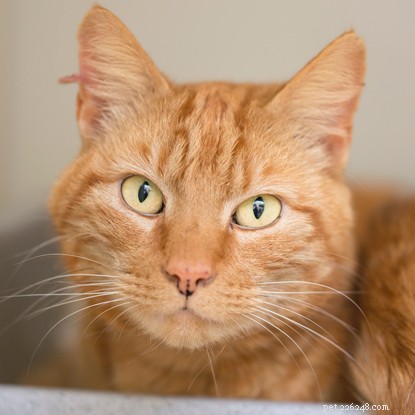 5 Proven Ways to Show Your Cat You Care