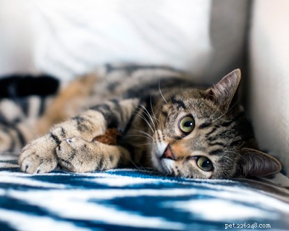 Why Private Landlords Should Permit Cats: Benefits for Tenants and Property Owners