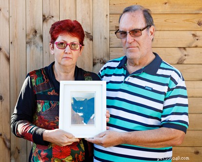 Why Private Landlords Should Permit Cats: Benefits for Tenants and Property Owners