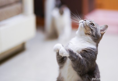 Do Cats Taste Sweetness? Why They Lack a Sweet Tooth