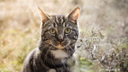 How to Spot Stress in Your Cat: Key Signs of Feline Anxiety