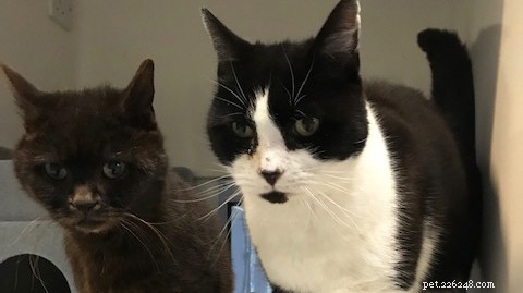 Purina’s £100k Donation Enables Ongoing Care for Hundreds of Cats at Our National Cat Adoption Centre