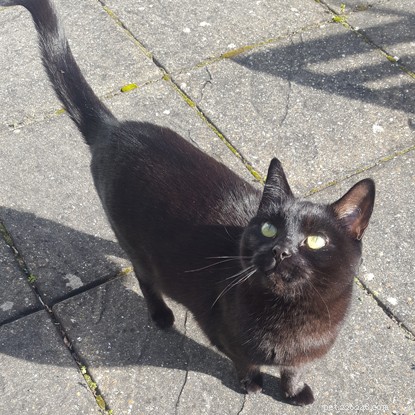 The Inspiring Story of a Beautiful Black Cat Who Transformed Her Owner’s Life