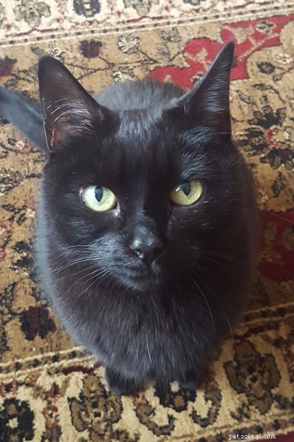 The Inspiring Story of a Beautiful Black Cat Who Transformed Her Owner’s Life