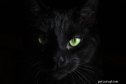 Debunking Global Black Cat Superstitions: Myths vs. Reality