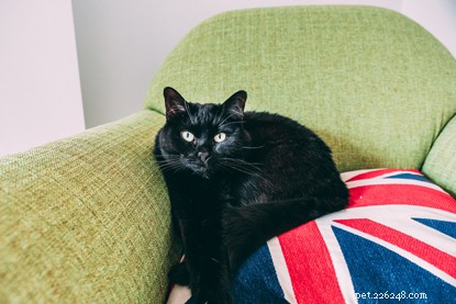 Debunking Global Black Cat Superstitions: Myths vs. Reality