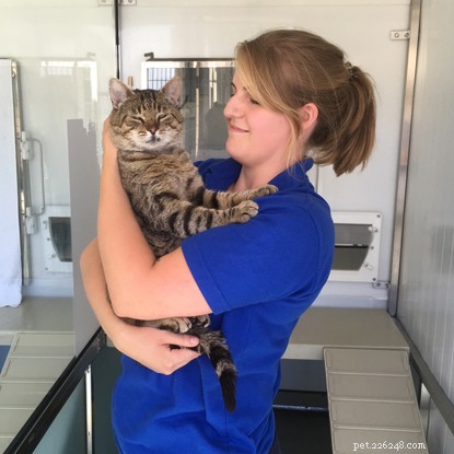 Inside the Role of a Cat Care Assistant at Cats Protection