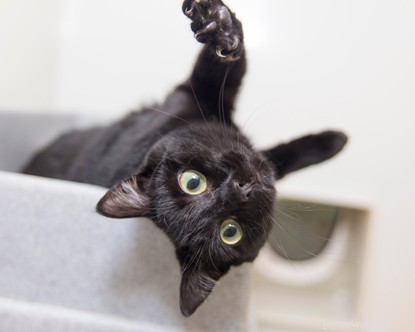 Train Your Cat to Roll Over: Step‑by‑Step Guide to Positive Reinforcement