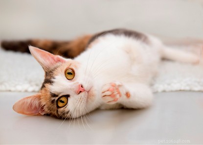 Train Your Cat to Roll Over: Step‑by‑Step Guide to Positive Reinforcement