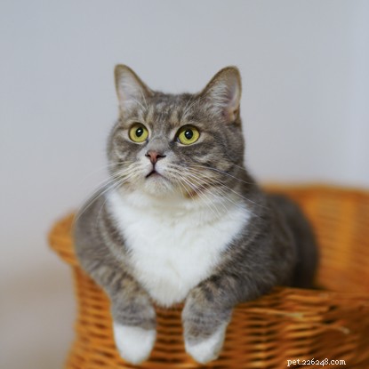 Do Cats Actually Perceive TV? Unveiling Their Visual Understanding