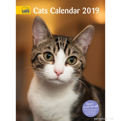 Top Christmas Gifts for You and Your Cat – 2024 Guide