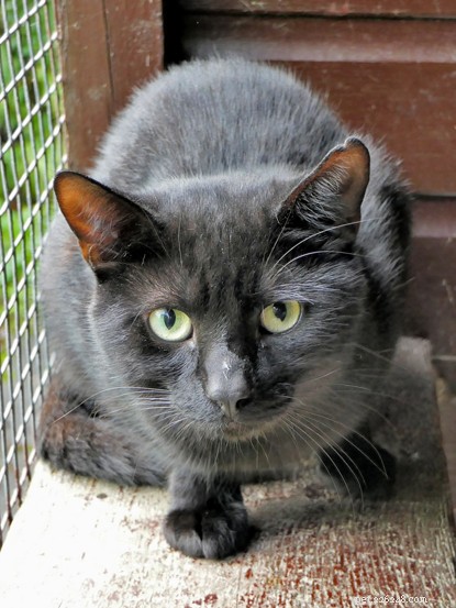 Celebrating Success: Black Cats Adopted After National Black Cat Day