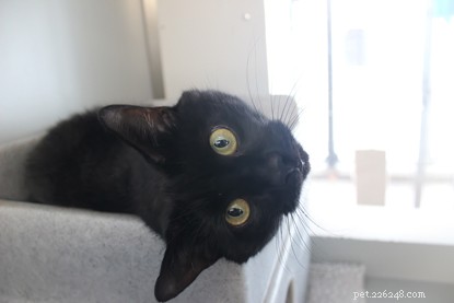 Celebrating Success: Black Cats Adopted After National Black Cat Day