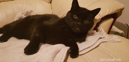 Celebrating Success: Black Cats Adopted After National Black Cat Day