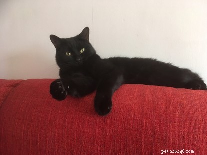 Celebrating Success: Black Cats Adopted After National Black Cat Day
