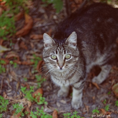 Why Do Cats Dig and Bury Their Waste? Understanding the Science Behind Their Toileting Behavior