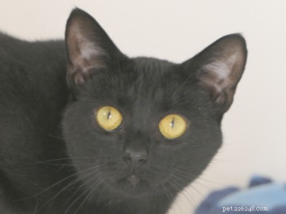 Celebrating Success: Black Cats Adopted After National Black Cat Day