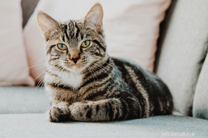 Should You Buy or Adopt a Cat? Key Considerations Before Making a Decision