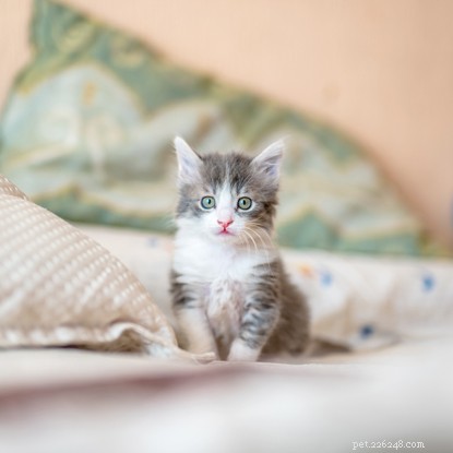 Should You Buy or Adopt a Cat? Key Considerations Before Making a Decision