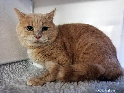 Find Your Forever Home: Adopt a Charming Ginger Cat this National Kiss a Ginger Day!