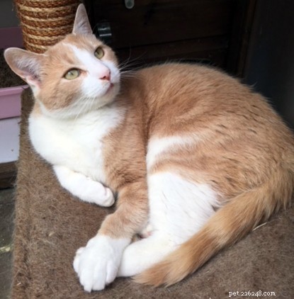 Find Your Forever Home: Adopt a Charming Ginger Cat this National Kiss a Ginger Day!