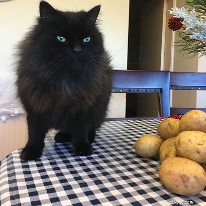 Microchip Saves Day: Oliver the Potato-Loving Cat Returns Home After Three Mysterious Vanishes