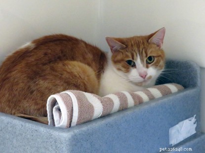 Find Your Forever Home: Adopt a Charming Ginger Cat this National Kiss a Ginger Day!